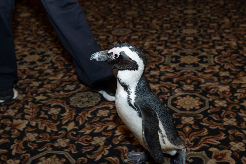 St Cloud Fundraiser Phography Zoo Animals 23