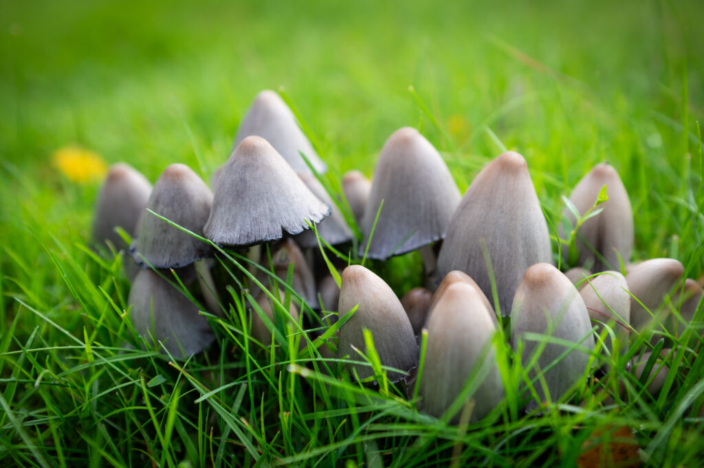 Mushrooms Falun Sweden 1